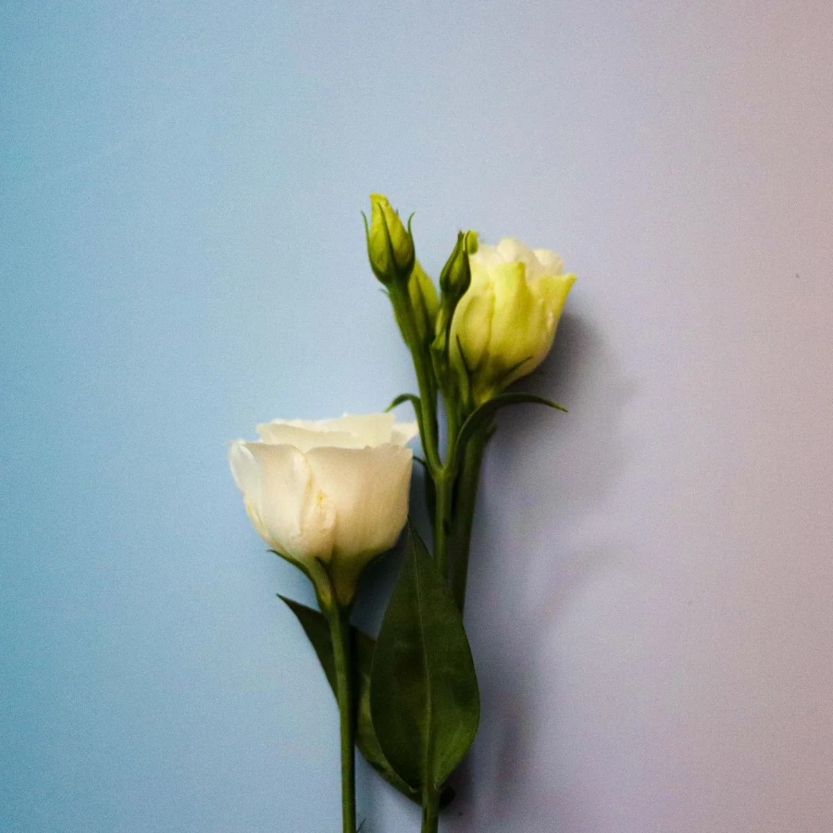 white flowers