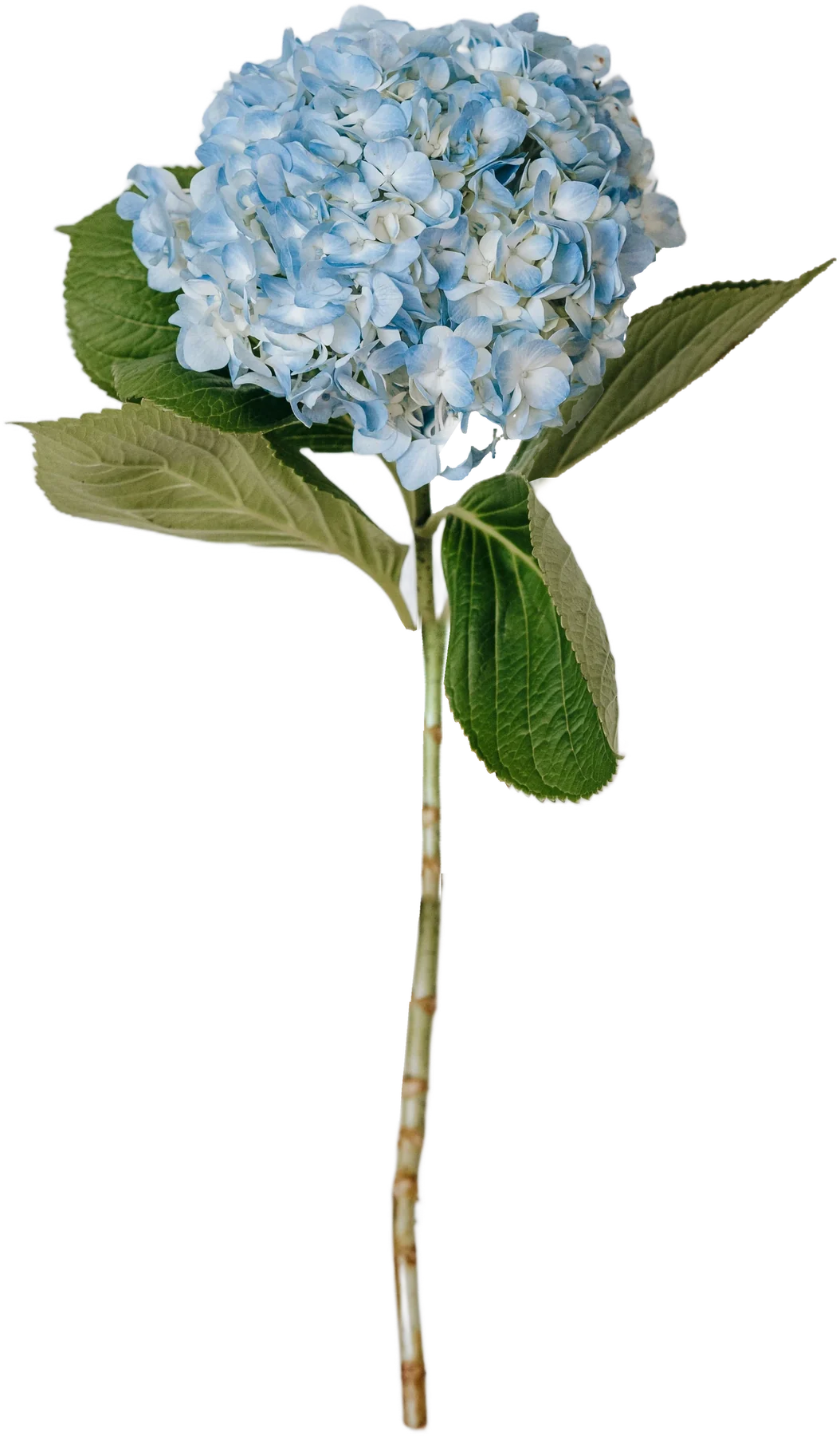 blue hydrangea