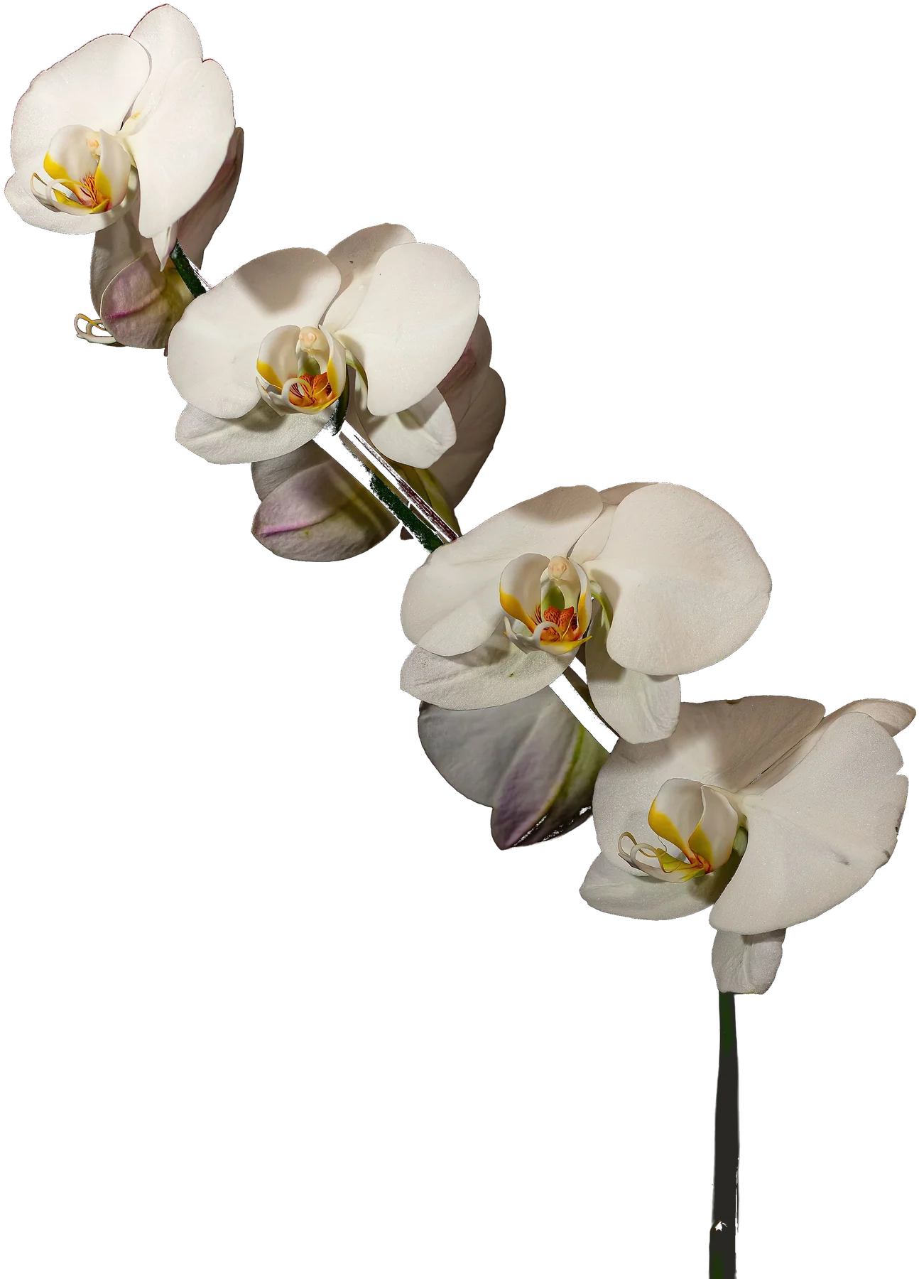 white orchid spray